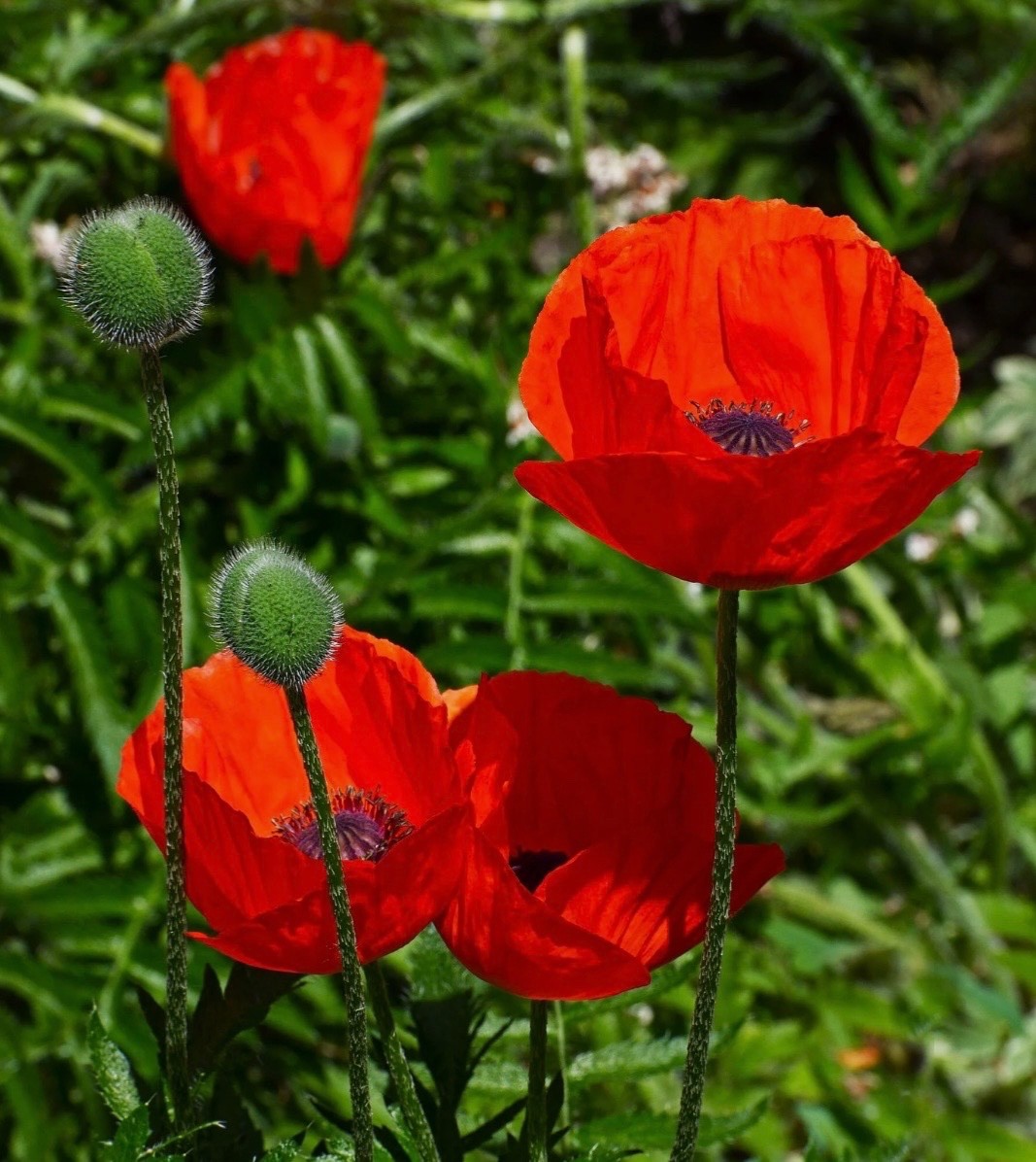 1000-3000 Red Corn (Flanders) Poppy Seeds, American Legion Flower, Fresh 2026