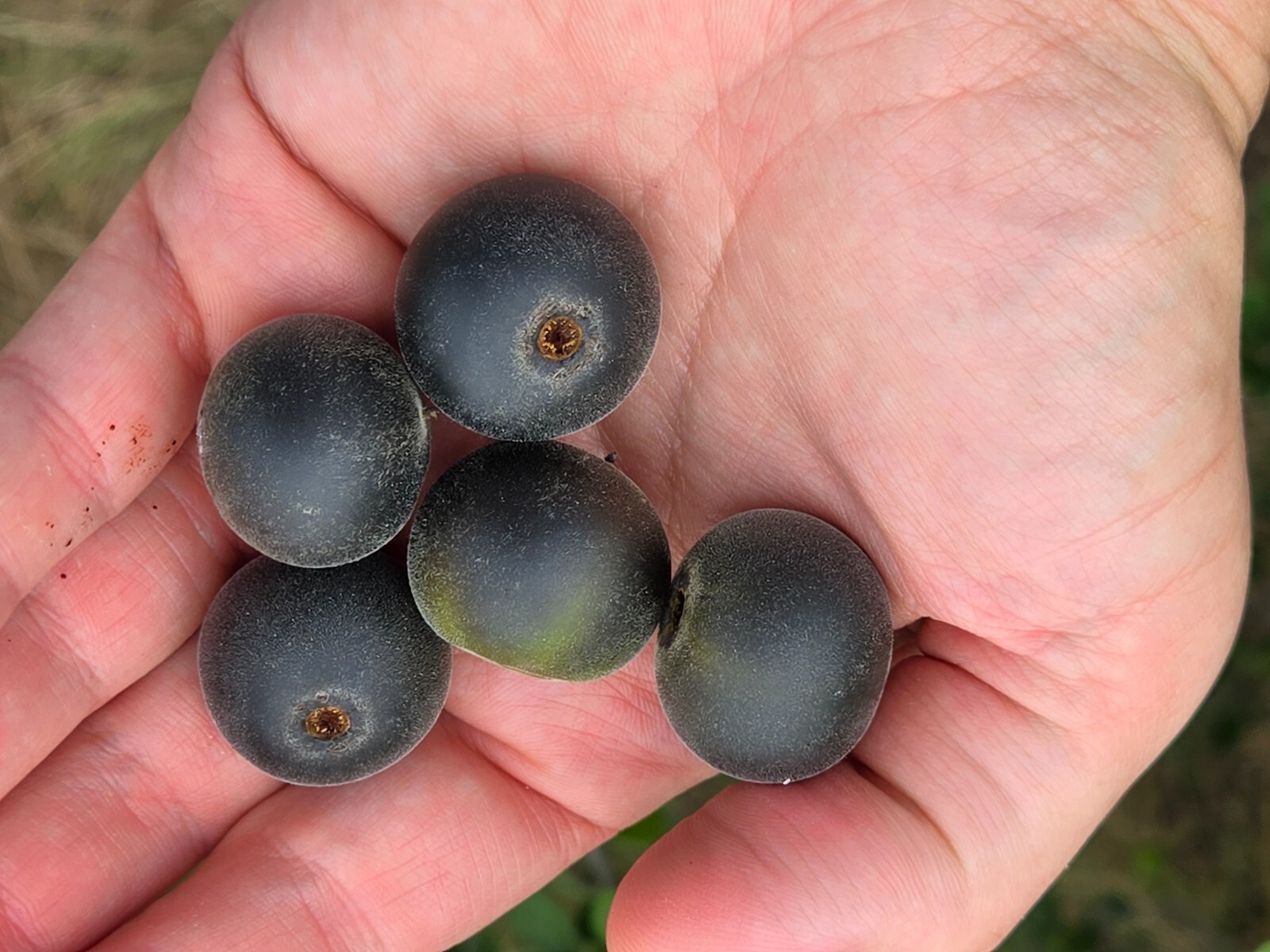 Diospyros texana (Texas Persimmon) – Live Plant in half quart pot