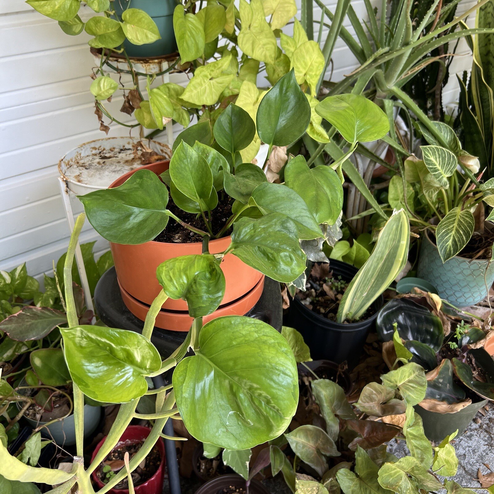 Lot of 3 Golden, Cebu Blue, Global Green Pothos 2 Leaf 2 Nodes UNROOTED CUTTINGS