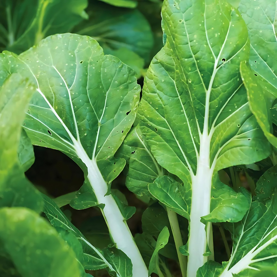 Fresh Tall White Stem Pak Choi Seeds | Heirloom Non-GMO | Asian Vegetable Seeds