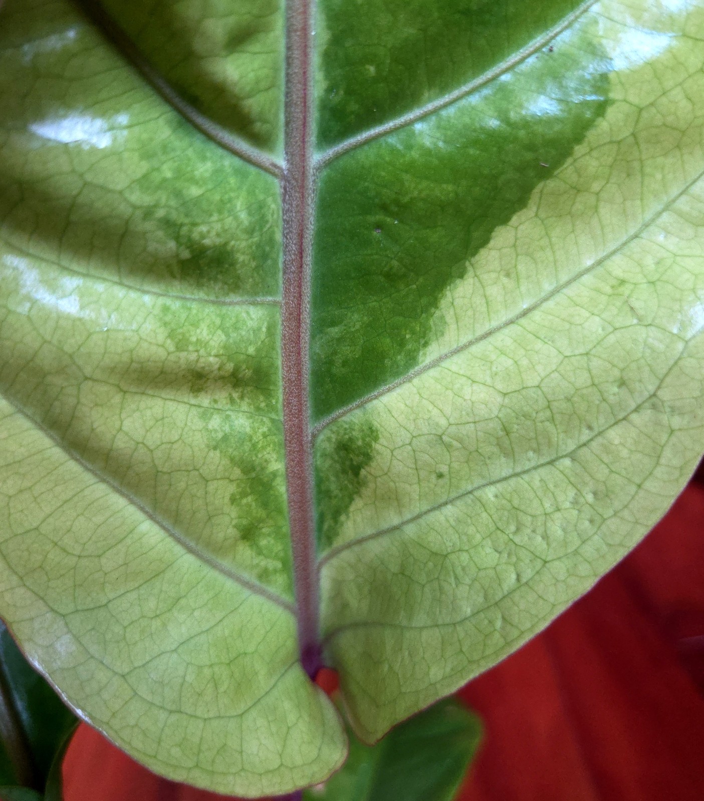 Rare Anthurium Hookeri Variegated 21″ Tall 6″ Pot Not Monstera Philodendron