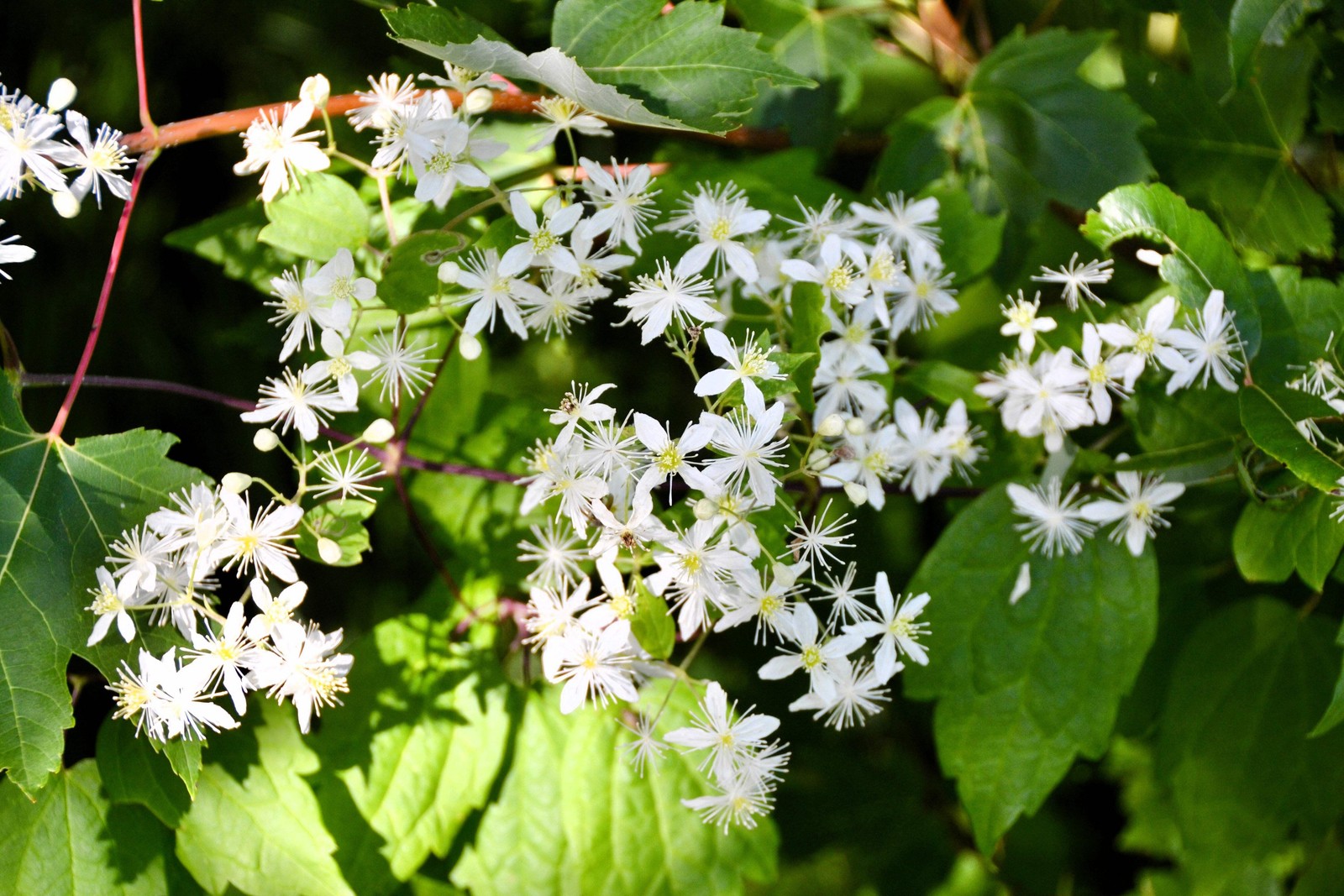 20 WHITE CLEMATIS Virginiana / Virgins Bower Flower Vine Seeds *Flat S/H
