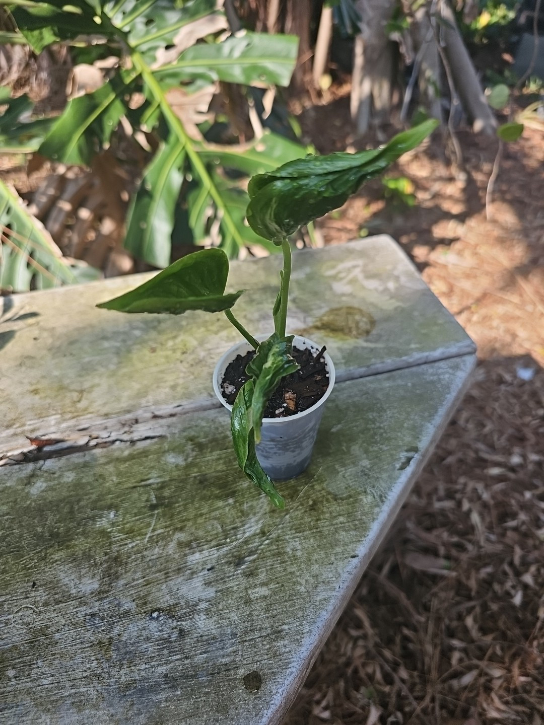 Shangri La Pothos Live Plant In 3″ Pot ~Epipremnum Aureum