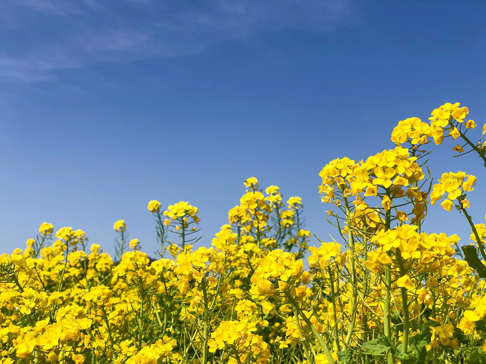 1000 ‘ WICHITA ‘ Winter CANOLA Brassica Napus Rape Oilseed Cover Crop Seeds