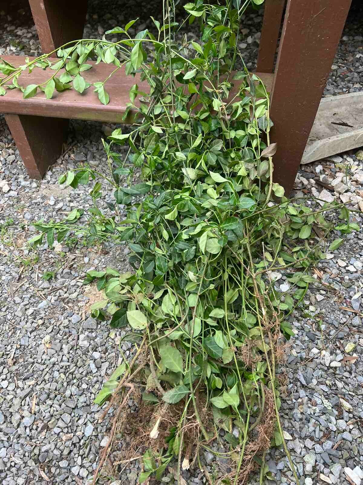 35 Creeping Myrtle Periwinkle Vinca Vines Flowering Plants Ground Cover, SHADE