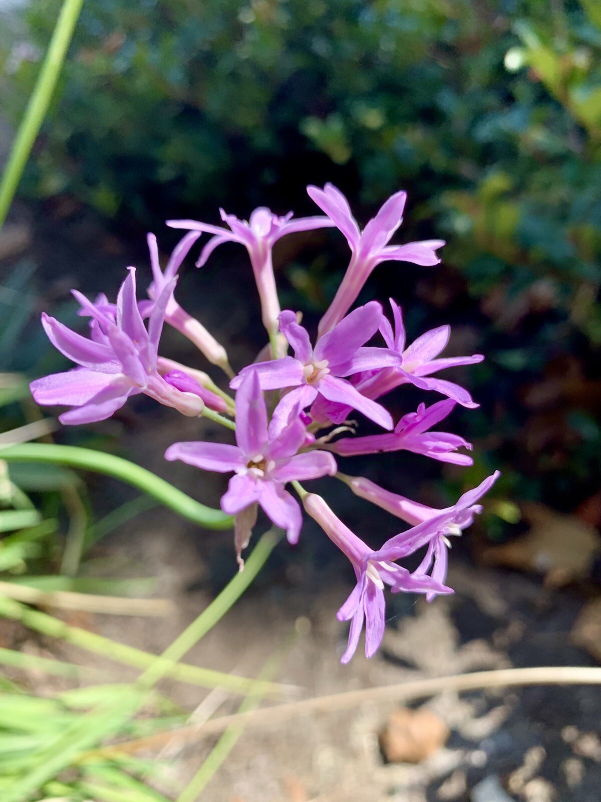 Tulbaghia Violacea – Society Garlic – Pink Agapanthus- 30 seeds 2024 – USA