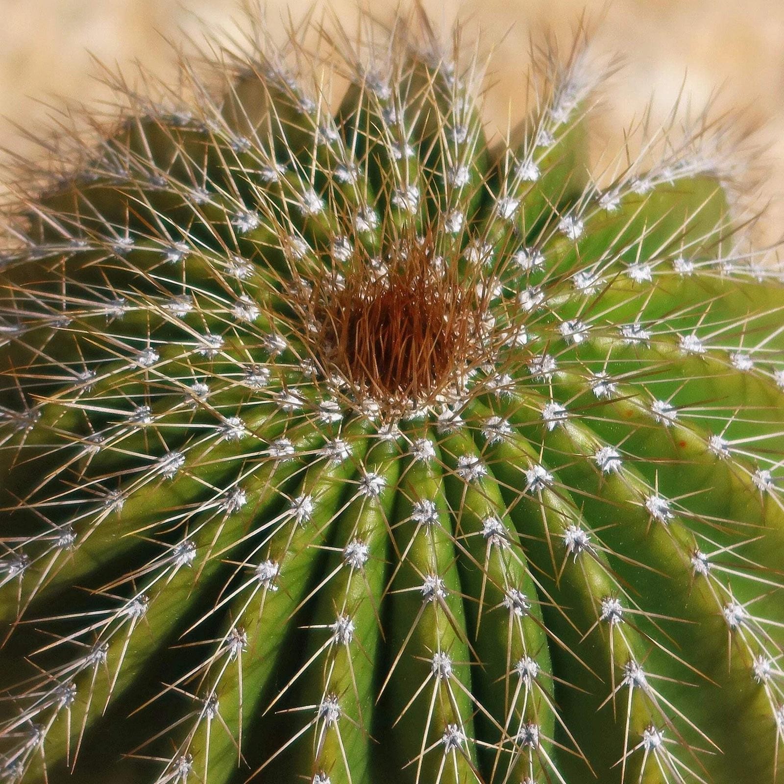 Neobuxbaumia polylopha Starter Plants Rare Columnar Cacti Succulent Live Plant