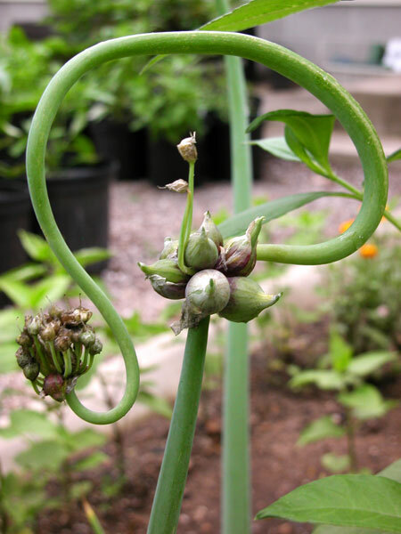 5 Egyptian Onion (Walking onion) Live bare root bulbs, Winter hardy perennial