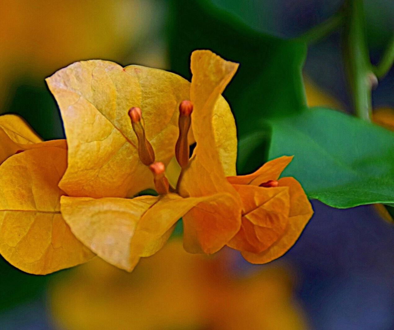 Bougainvillea “Orange King” Live Plant – Well rooted starter/plug plant 3″ pot