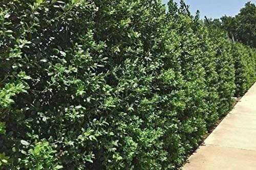 Needlepoint Chinese Holly – Ilex Cornuta – 40 Live Plants – Low Maintenance…