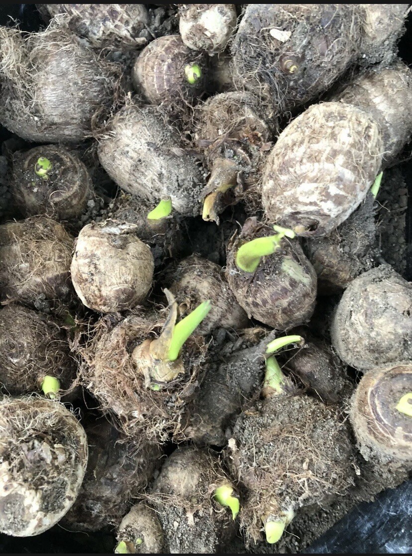 2 Sprouted Taro Root Bulbs Elephant Ear Live Plant Fresh Ready To Plant