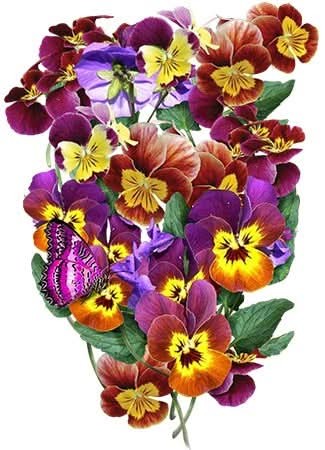 Bambini Viola Seeds For Planting (Viola cornuta)