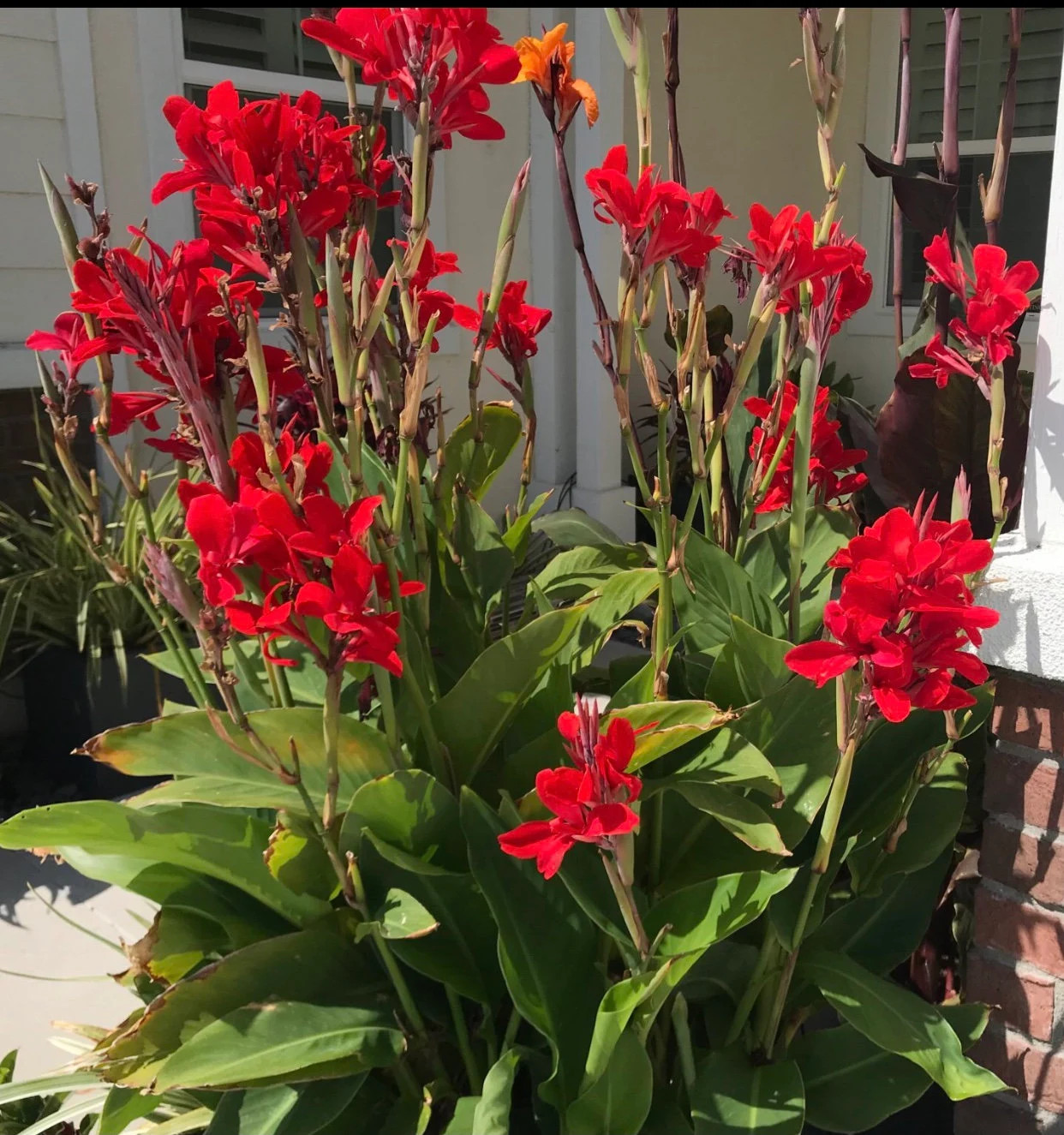 Canna Kreta Rhizome: Brilliant Red Blooms – 1-Rhizome
