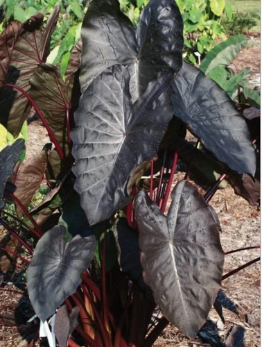 Diamond Head- Colocasia esculenta- Elephant Ear – SMALL ROOTED STARTER Plant