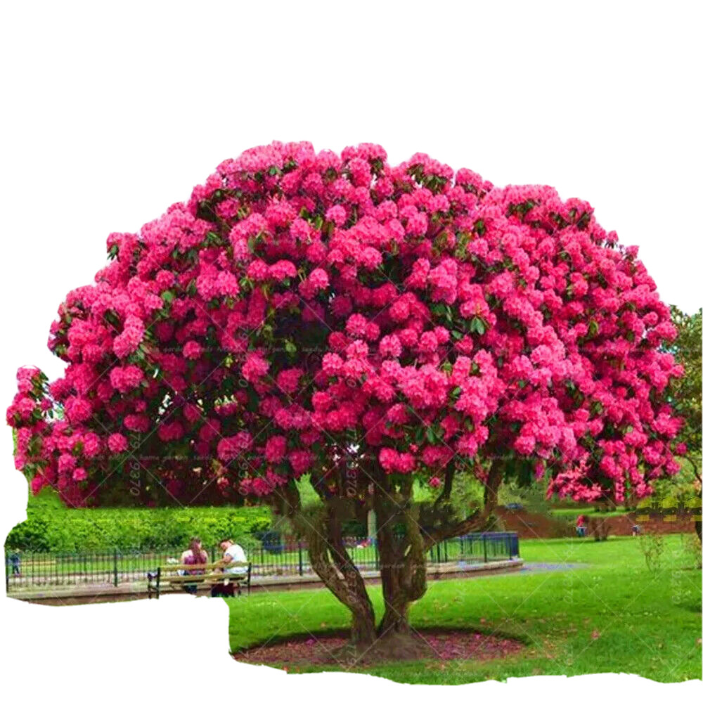 20 MIXED SEEDS PINK RED CHERRY TREE rare blossom flower exotic USA Seller