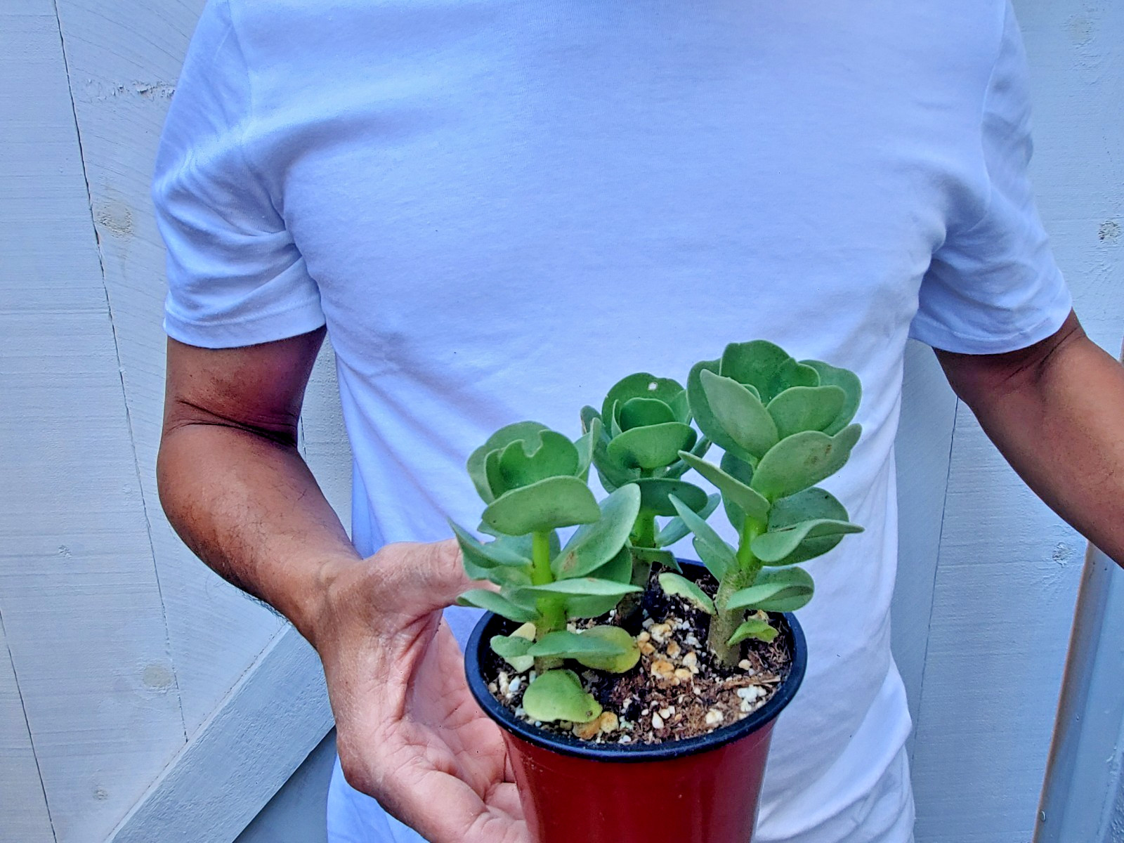 Portulaca molokiniensis Succulent