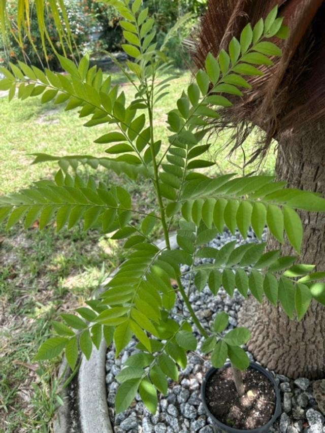 4 MO’s RED HOG PLUM LIVE CLONED ROOTED (SPONDIAS PURPUREA) RED MOMBIN/CIRUELA