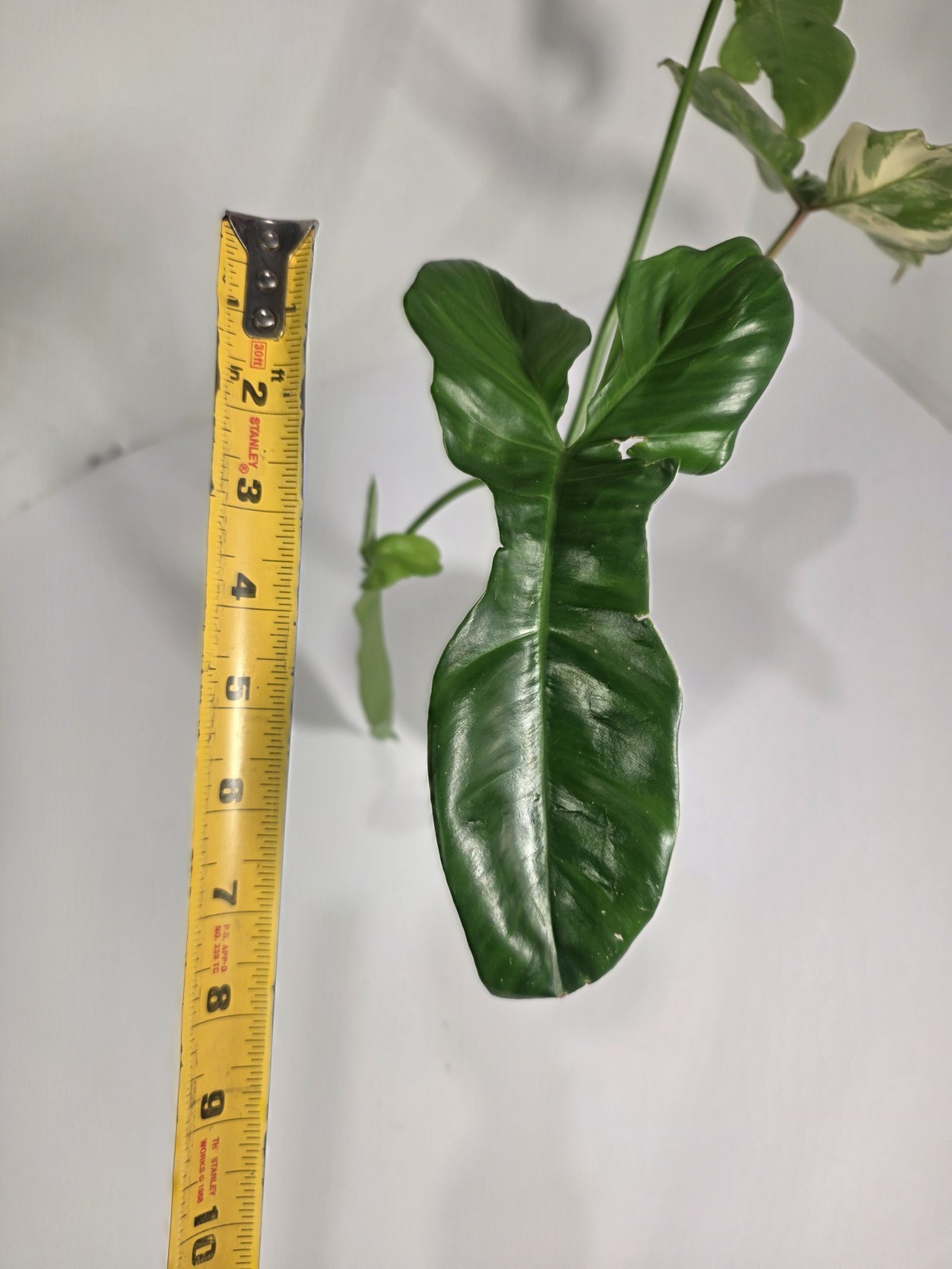 Philodendron Jennifer (Florida Beauty x Billietiae) – 4 inch pot, 4 leaf