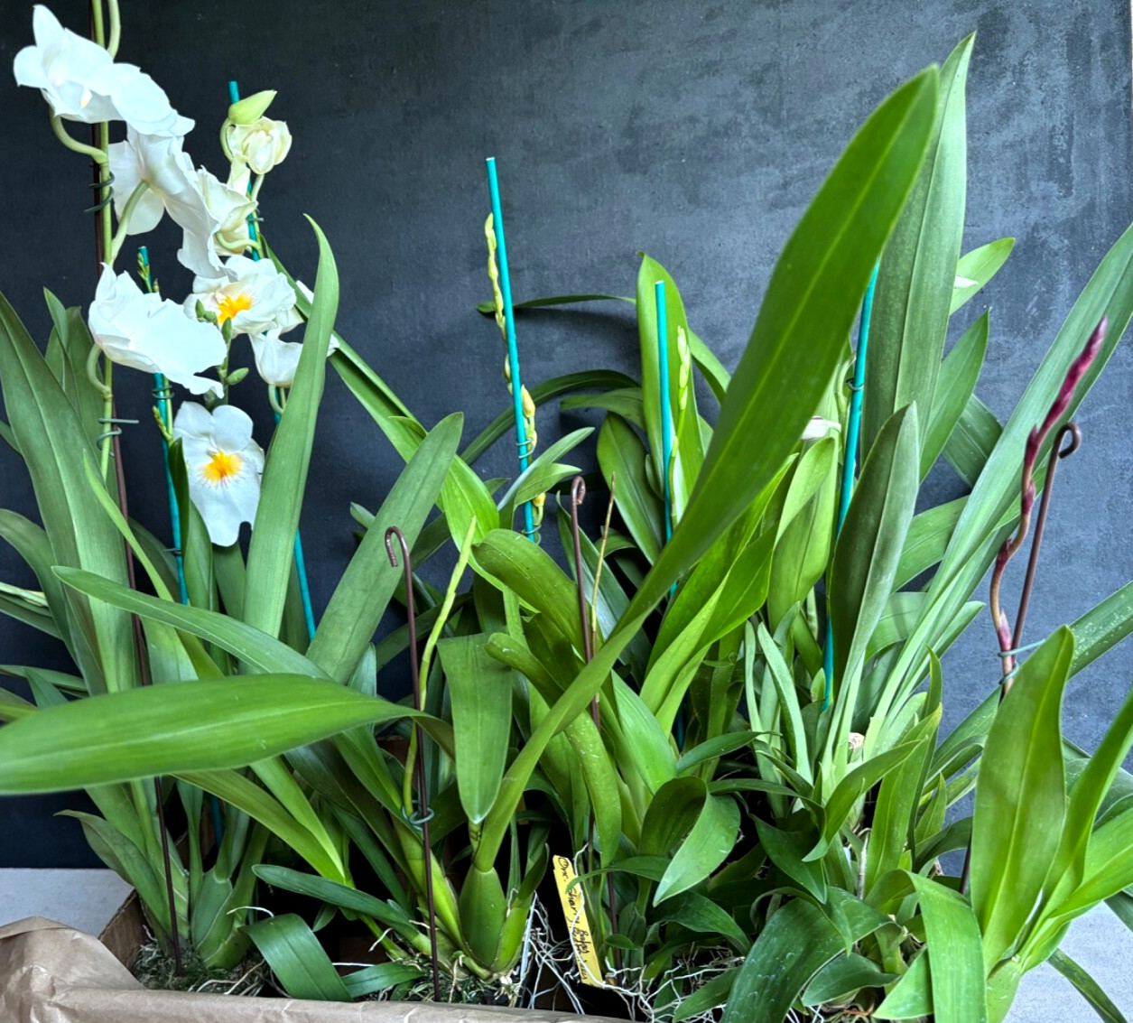 Not in spike Blooming size Assorted Oncidium Alliance Live Orchid Plant