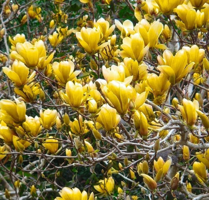 Yellow Bird Magnolia Plant – 6-12″ Tall – 2.5″ pot – Deciduous Tree Yellow Bloom