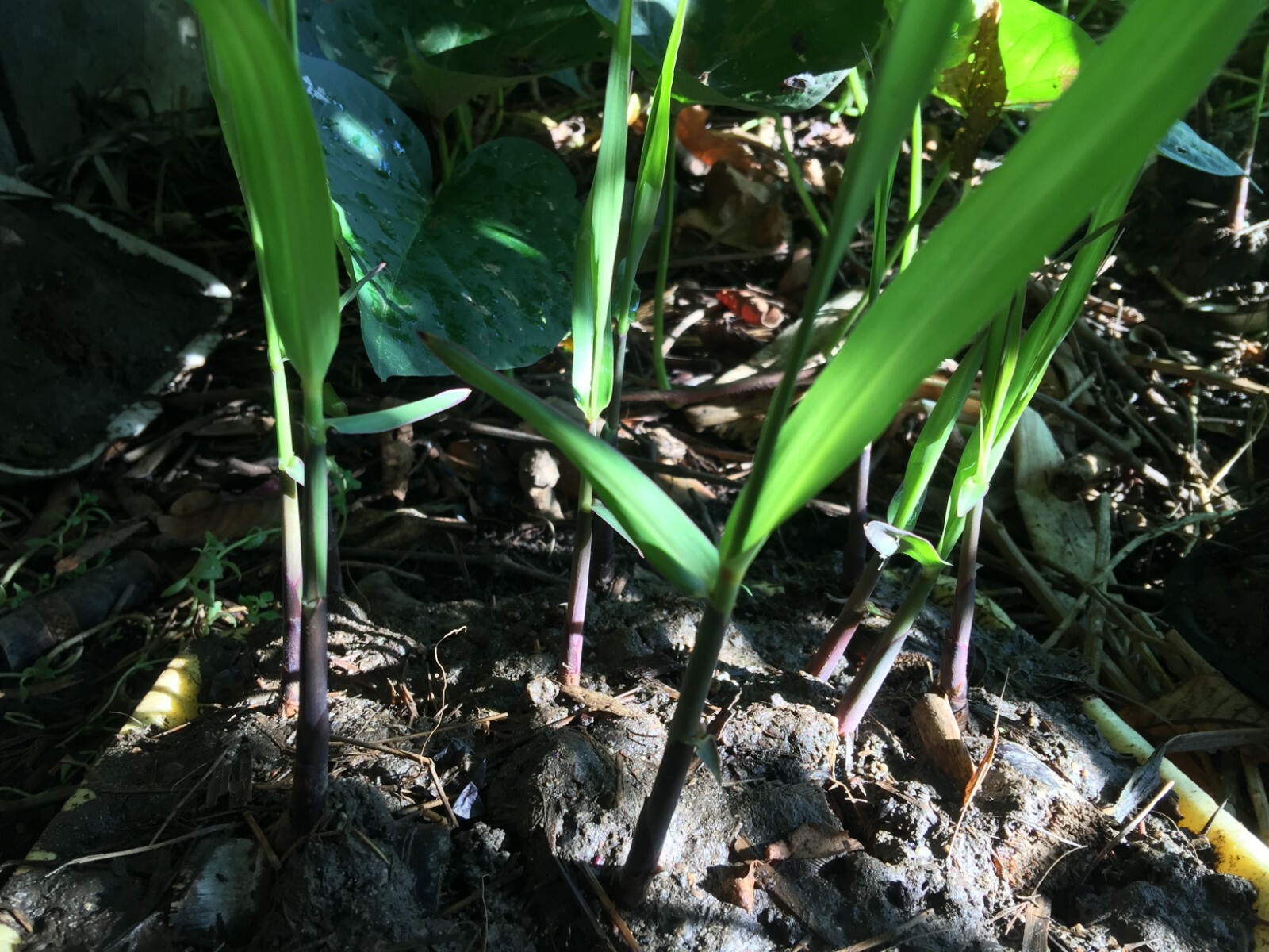 2 Germinated Rooted Live Sugarcane Plants, Garden Organic Sugar Cane Green