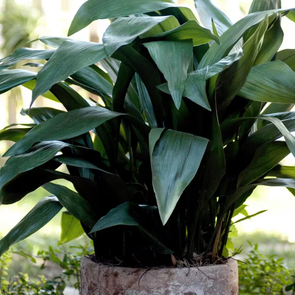 1 gal. Aspadistra Cast Iron Plant