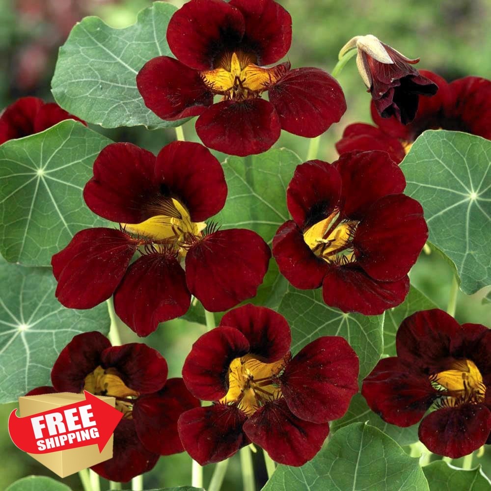 Carpet Creeping Nasturtium Seeds for Planting Annual Climbing