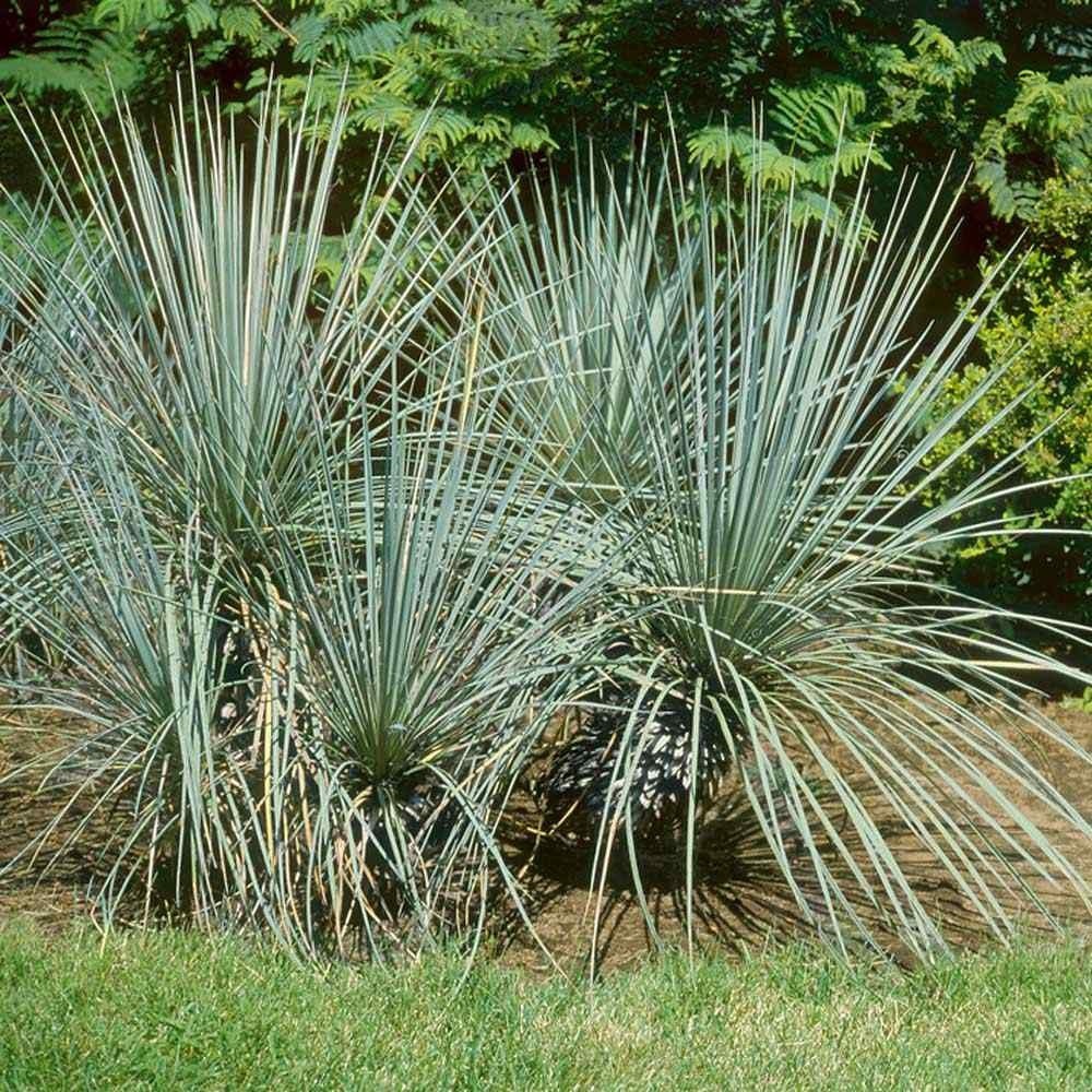 Yucca gluaca ‘Soapweed Yucca’ COLD HARDY Seeds!