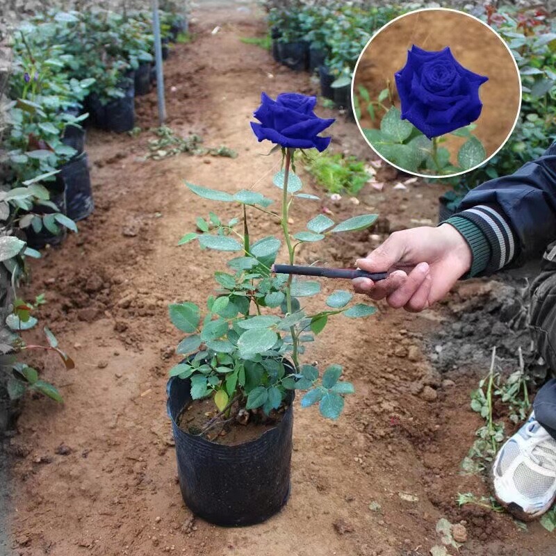 20 SEEDS for Navy Blue RARE Rose hybrid tea flower Bush exotic plant USA Seller