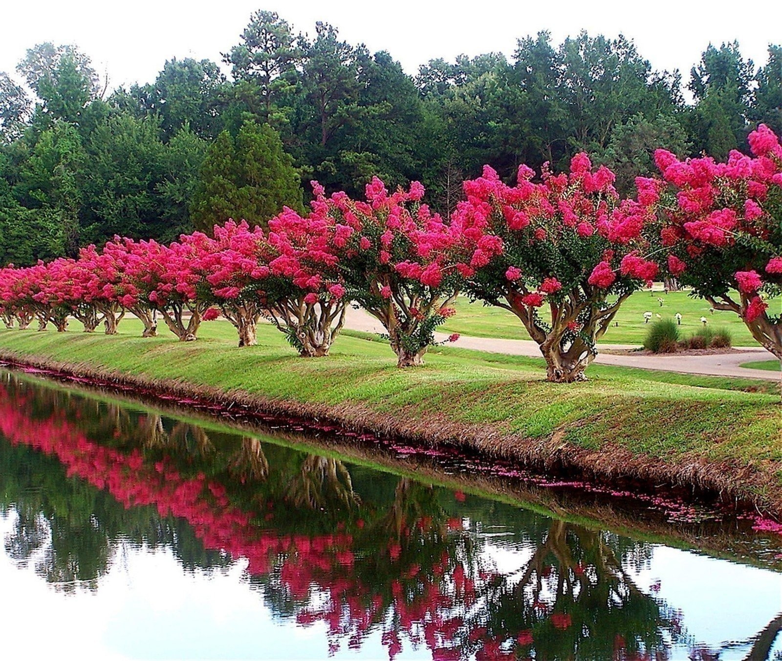 Crape Myrtle Tonto | 3 Gallon | Lagerstroemia indica | Flowering Tree Plant