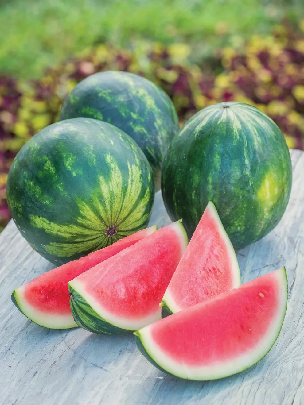 50+ Piccolo Hybrid (Seedless) Watermelon Seeds – Planting – USA – FREE SHIPPING!