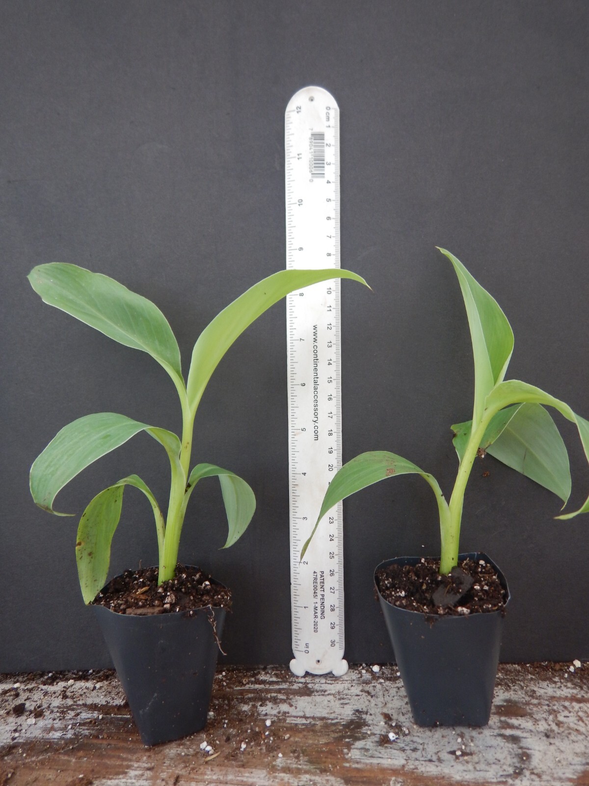 -Musa-ICE CREAM (BLUE JAVA)- Live Banana Tree-SMALL ROOTED STARTER PLANT-