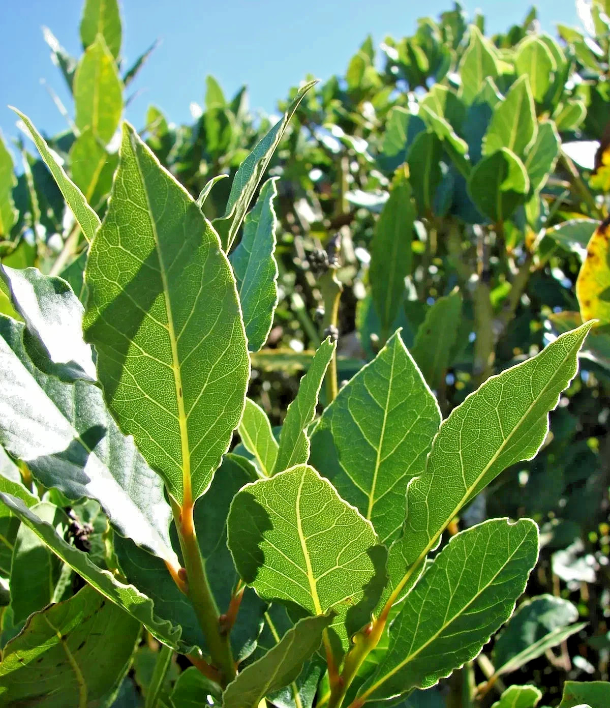 🌿 Laurus nobilis – Bay Laurel Live Plant (5–7 Inches Tall) 🌿 Culinary Bay Leaf