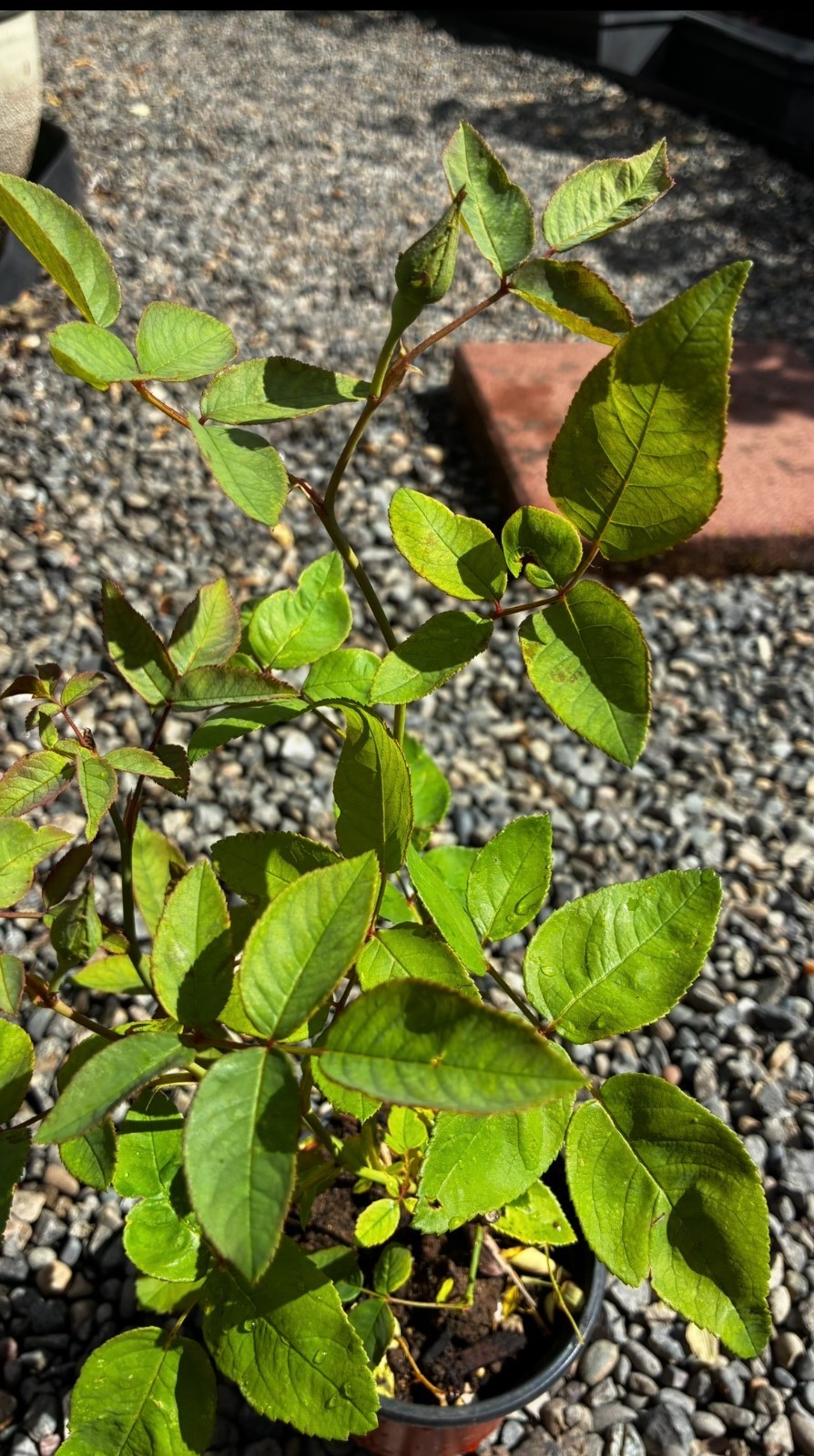 Zephirine Drouhin THORNLESS Rosa Pink Climbing Rose Own ROOTED Live Plant 6-7″