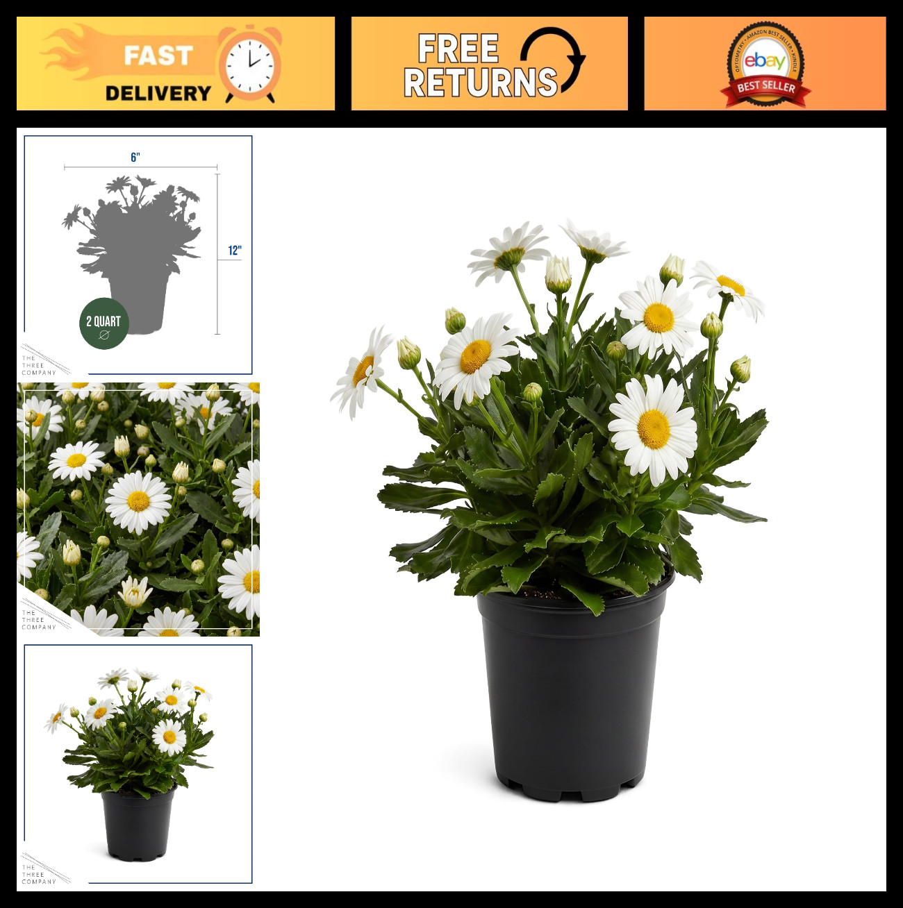 Live Shasta Daisy Perennial Flowers – 2 Pack, Blooms Spring & Summer, 10″ Tall