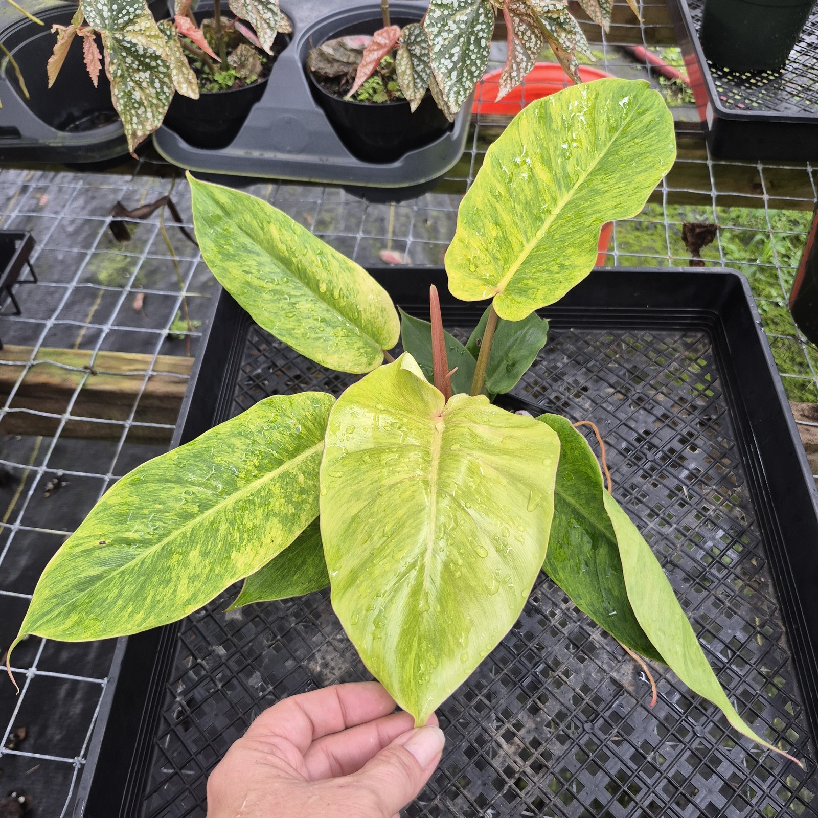 Philodendron Jungle Fever Mint, Exact Plant Variegated Ships Nationwide