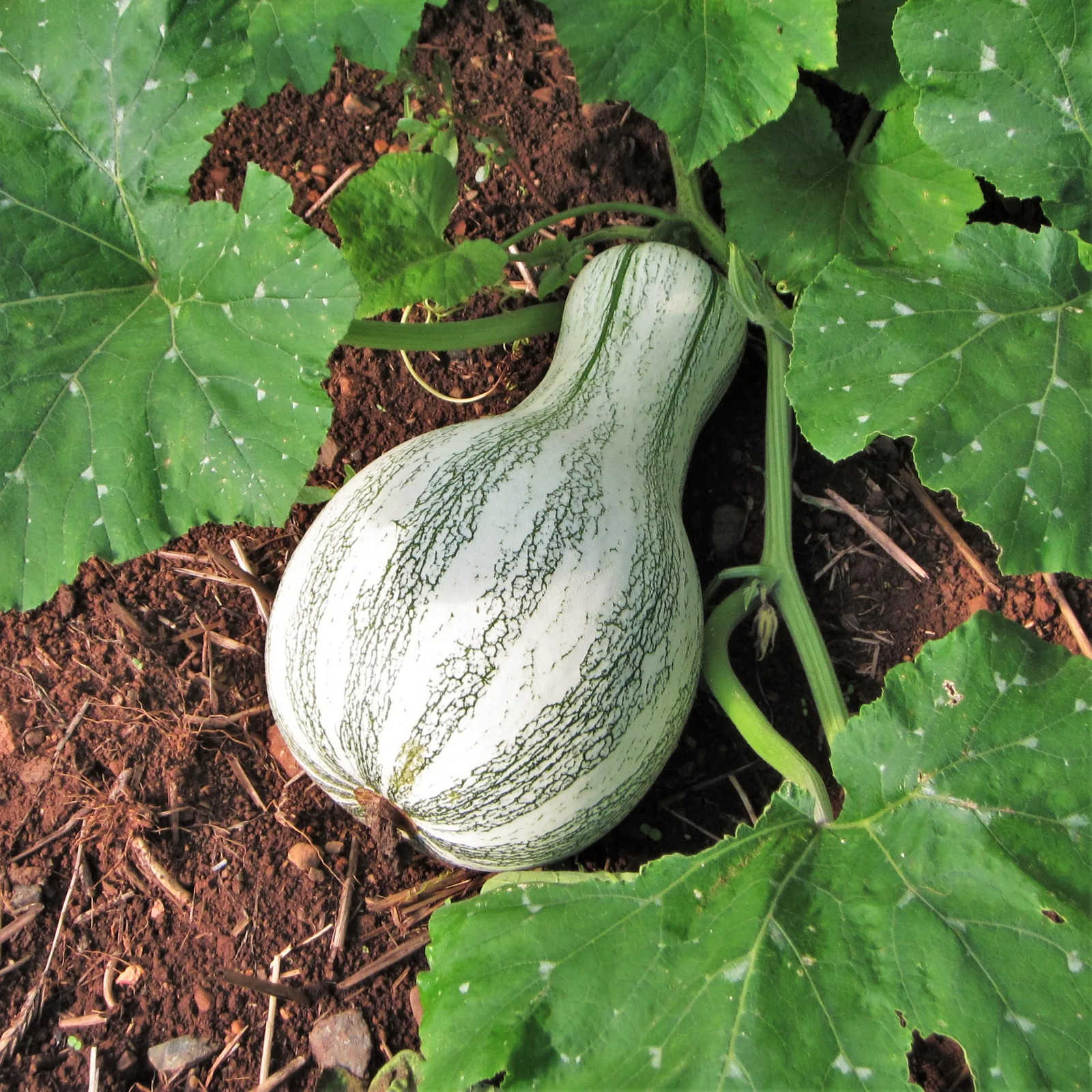 Green Striped Cushaw Seeds | Silver Pumpkin Winter Squash Vegetable Seed 2023