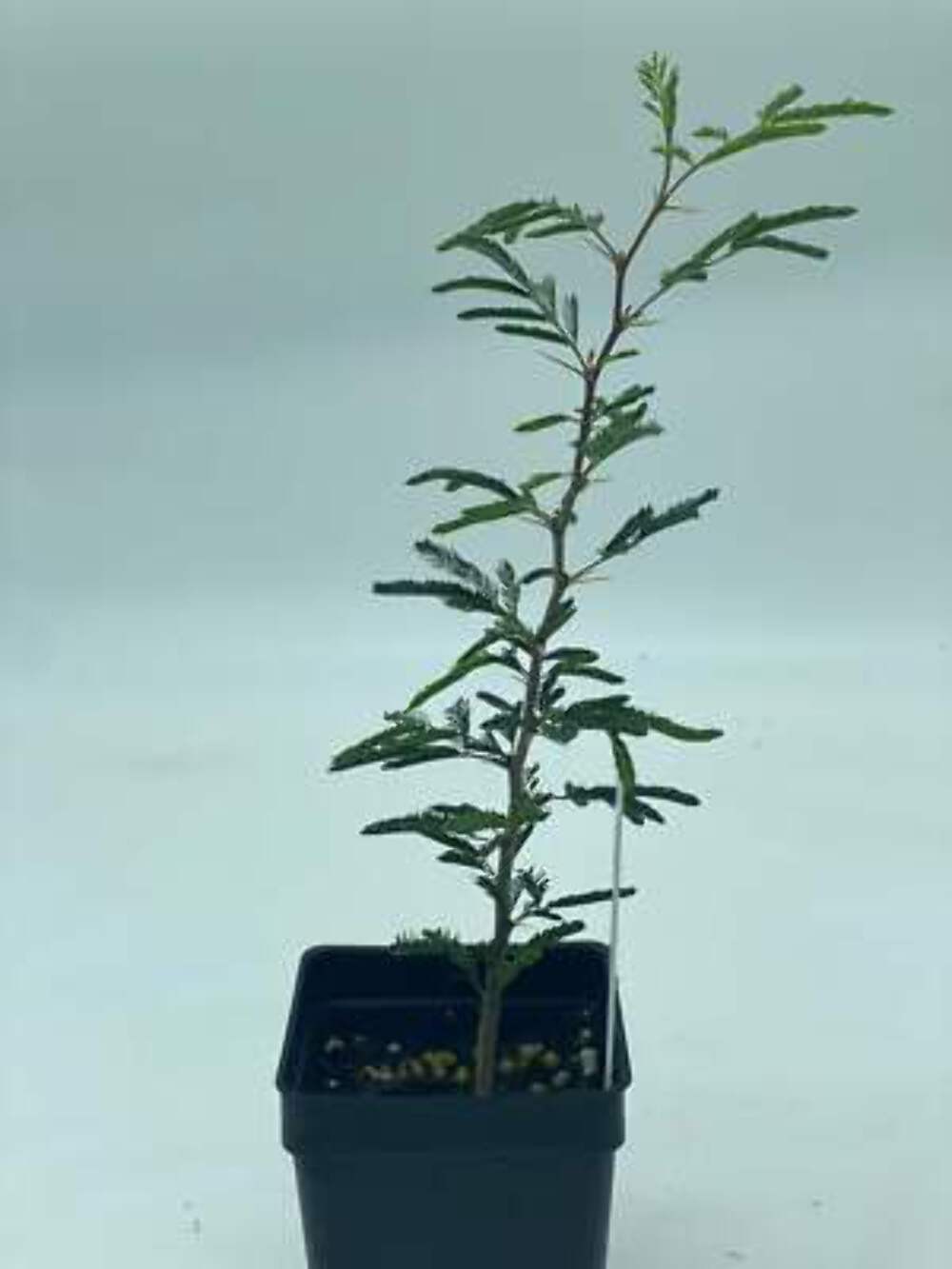 Sweet Acacia 3″ Starter Pot – Vachellia Farnesiana – Amazing Fragrance!