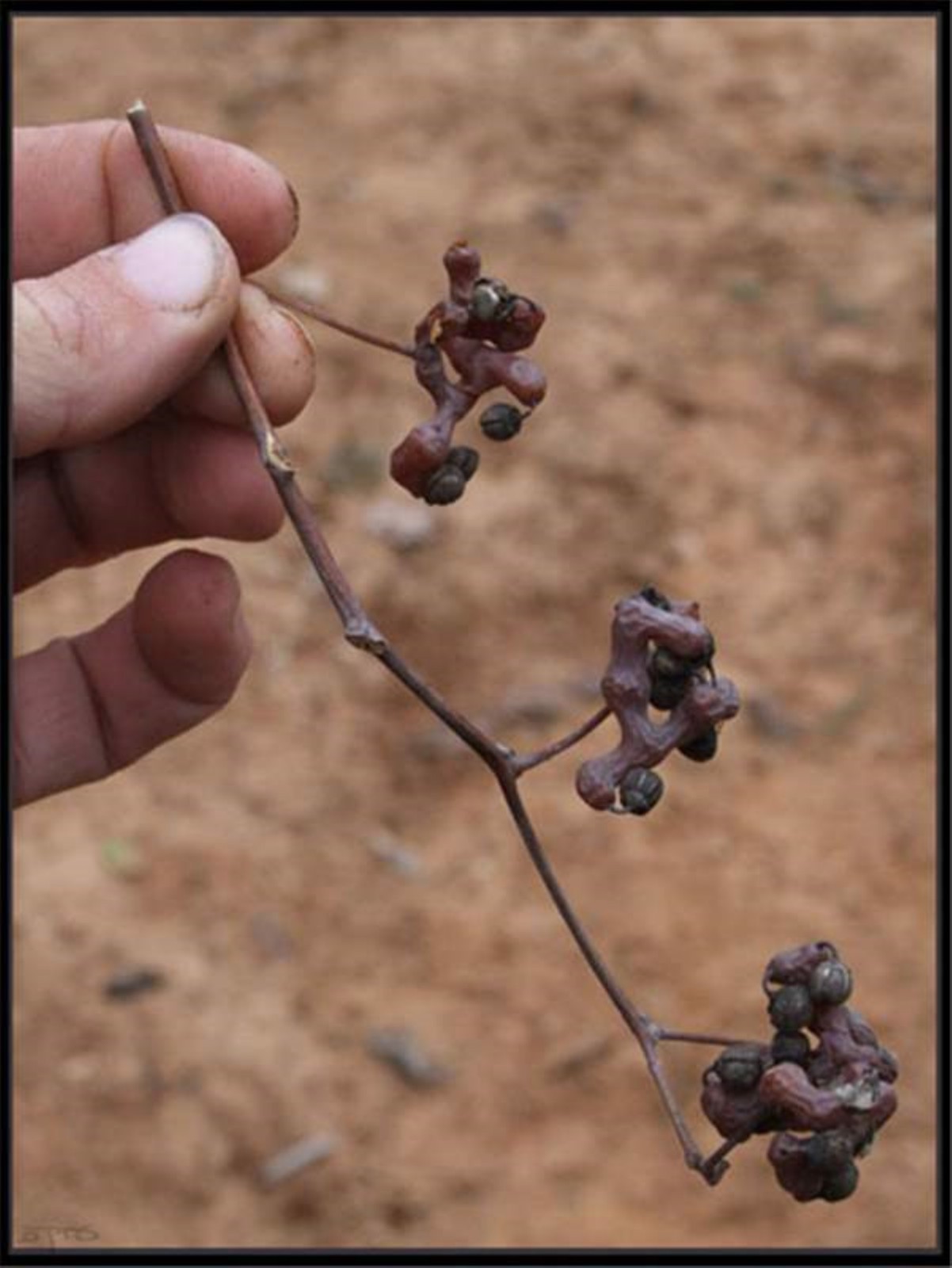 8-12″ tall Japanese Raisin Tree (Hovenia dulcis) plant