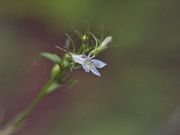 Lobelia inflata | Indian Tobacco | Puke Weed | 100 Seeds
