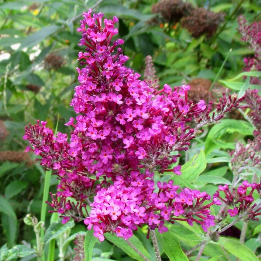 Dark Pink Buddleia Butterfly Bush Live Plant 4-8″ Perennial Ready Grow