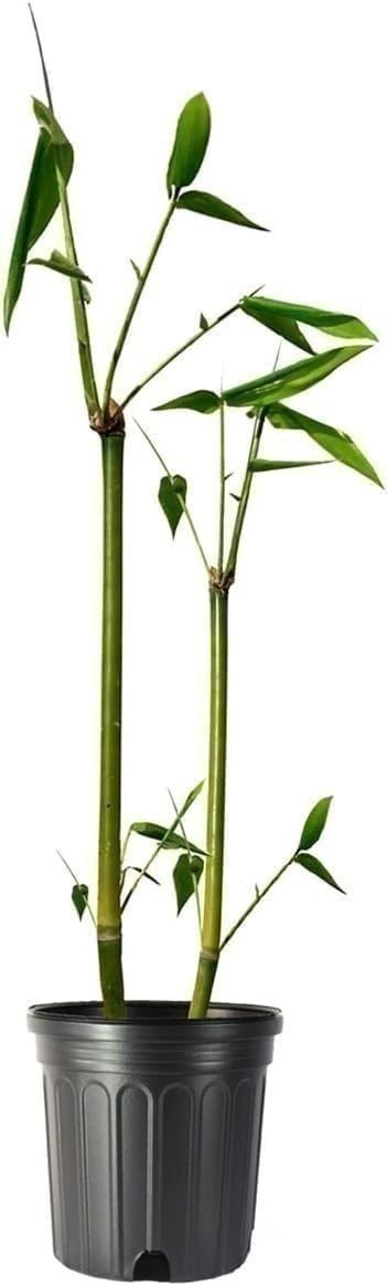 Bamboo Oldhamii | 1 Gallon | Bambusa oldhamii | Low Maintenance | Hardy