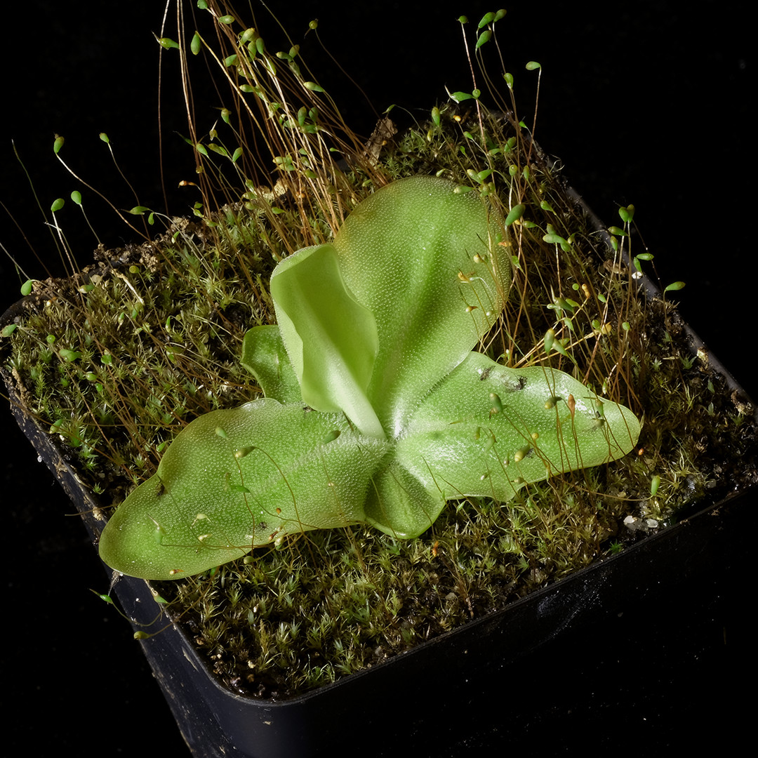 Pinguicula grandiflora – 2.5″ pot – Carnivorous plant
