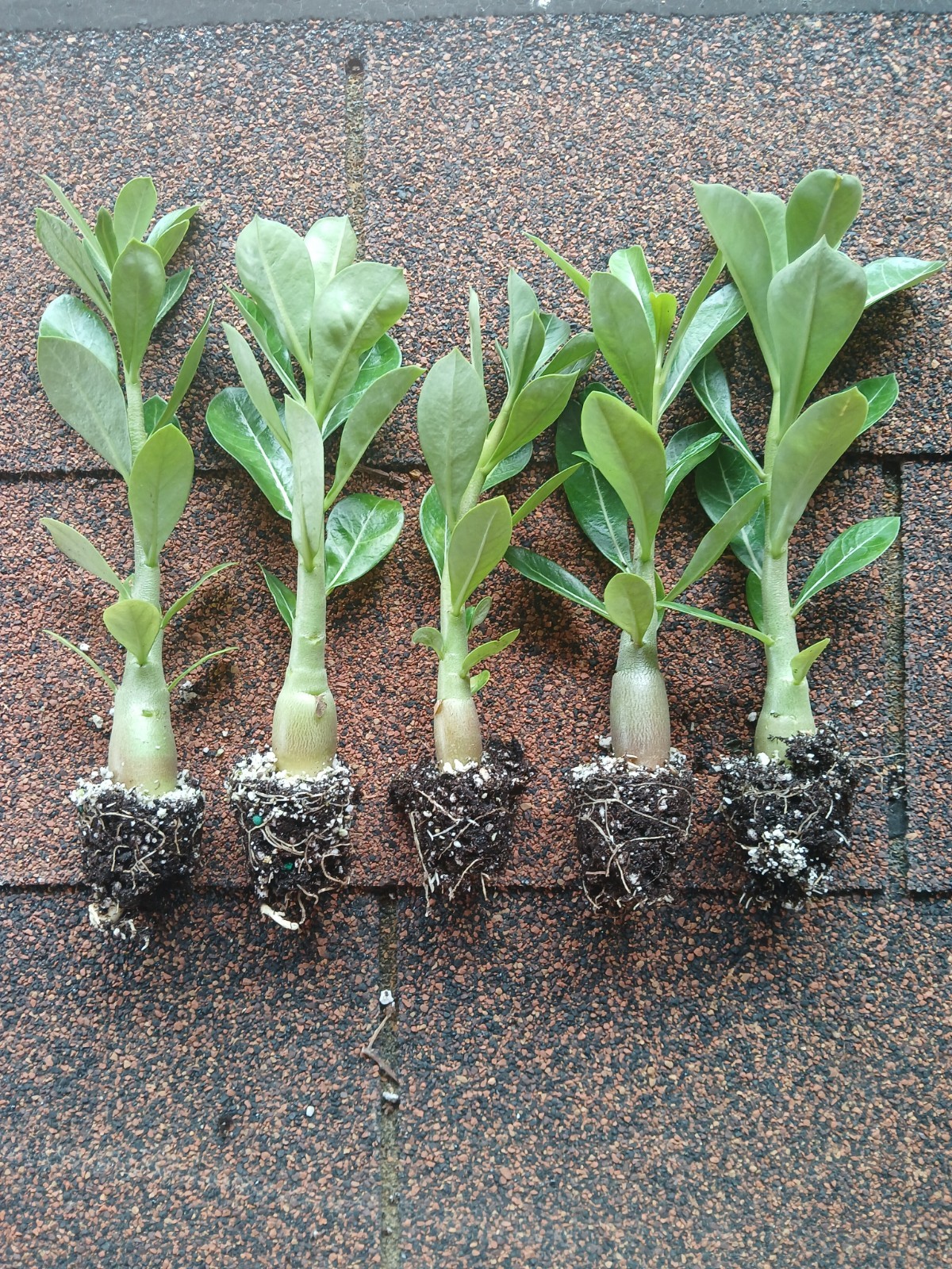 Desert Rose Live Plants, 4 Pack, Adenium Obesum, Mixed Color Blooms, Bulk Plants