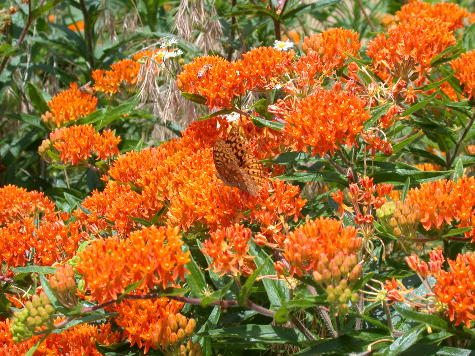 Asclepias tuberosa (Monarch Host Plants) 25 seeds