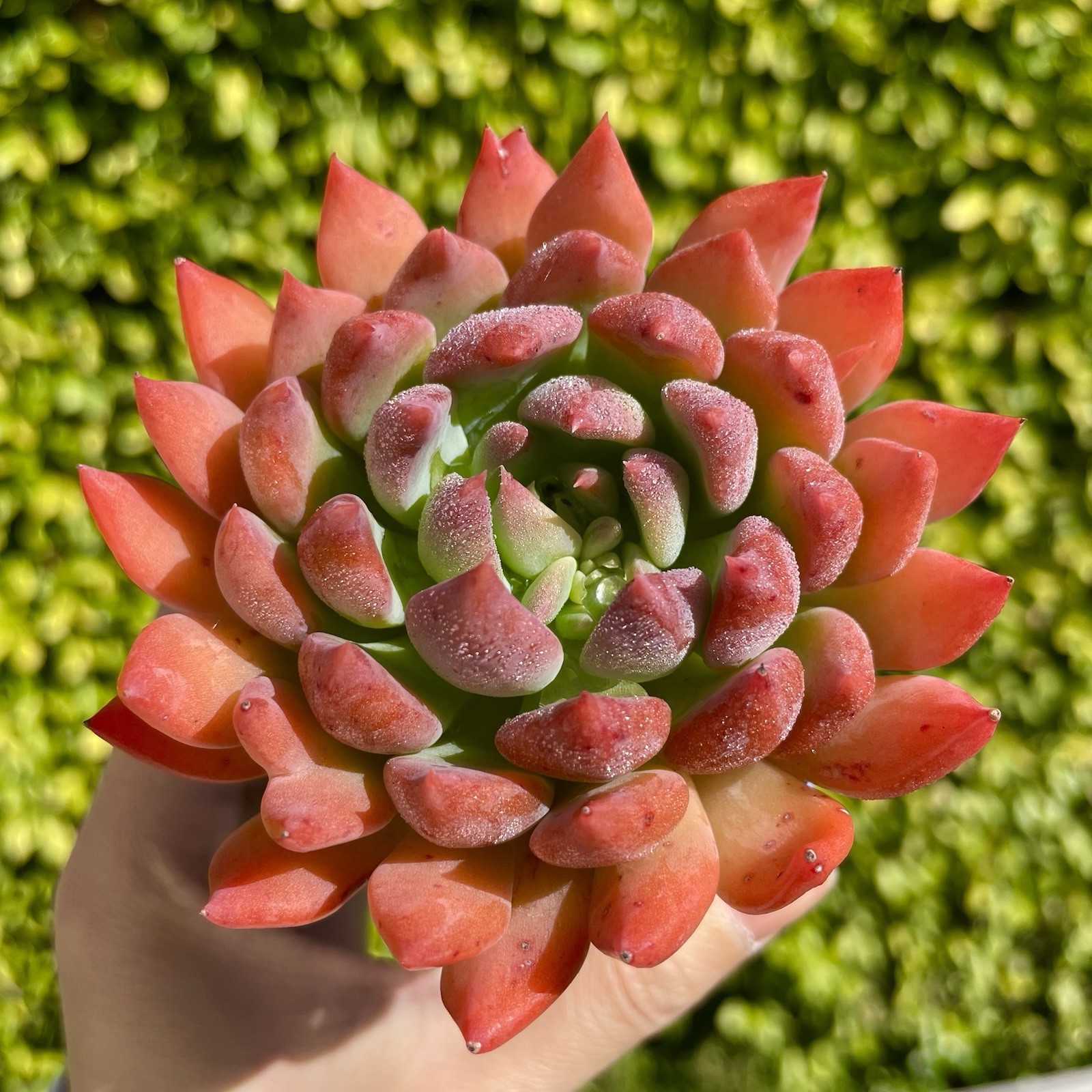 Rare Succulent Dark Elf Fully Rooted Healthy Live Easy Care Plant 2-3 Inches