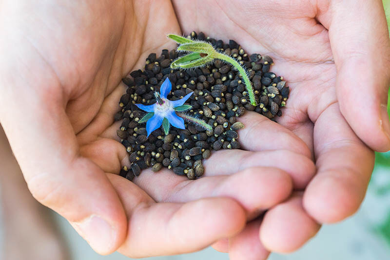 BORAGE Blue Edible Herb Candied Flowers Companion to Tomatoes Non-GMO 100 Seeds
