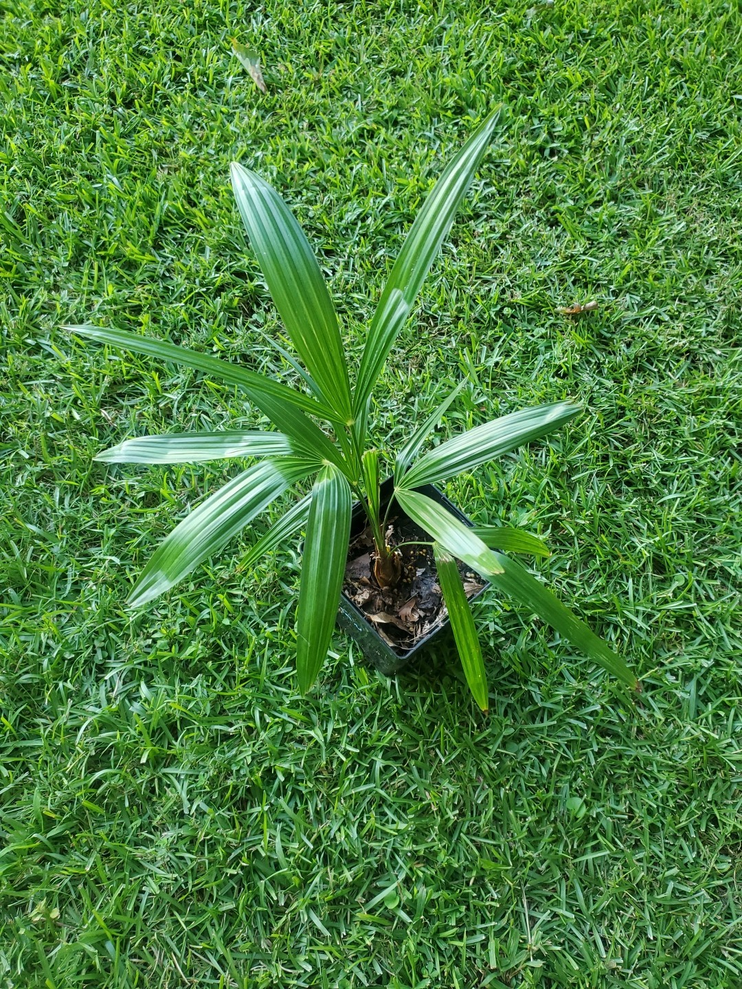 Trachycarpus fortunei Tesan 1 gallon