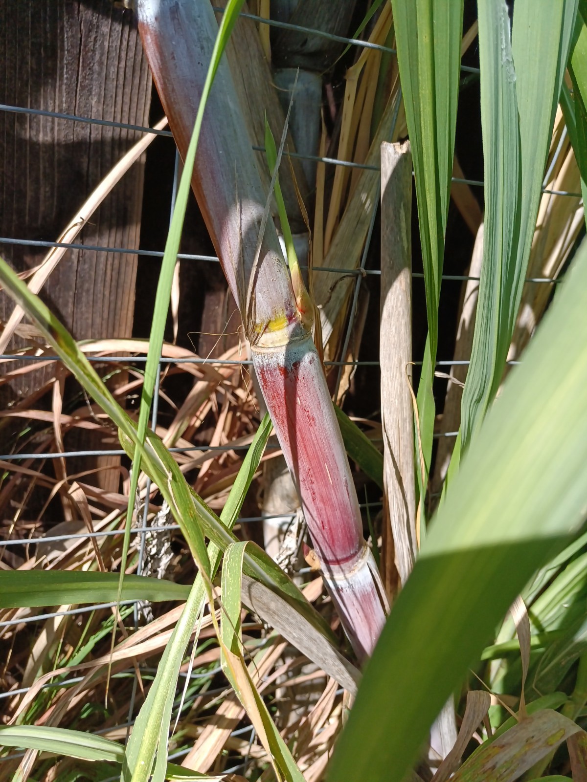 4 FRESH CUT PURPLE SUGARCANE California Grown NON GMO FREE SHIPPING