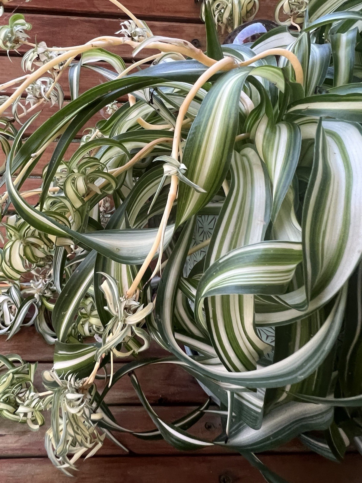 Variegated Bonnie Curly Spider Chlorophytum Comosum 2 Live Plant Babies Cuttings